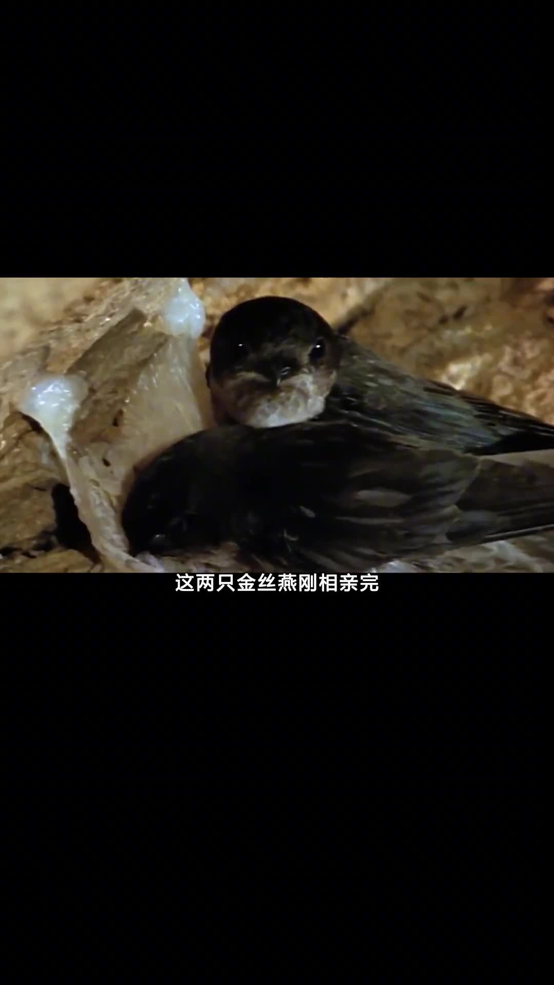 直击燕窝从采集到加工为何7天内能赚数百万