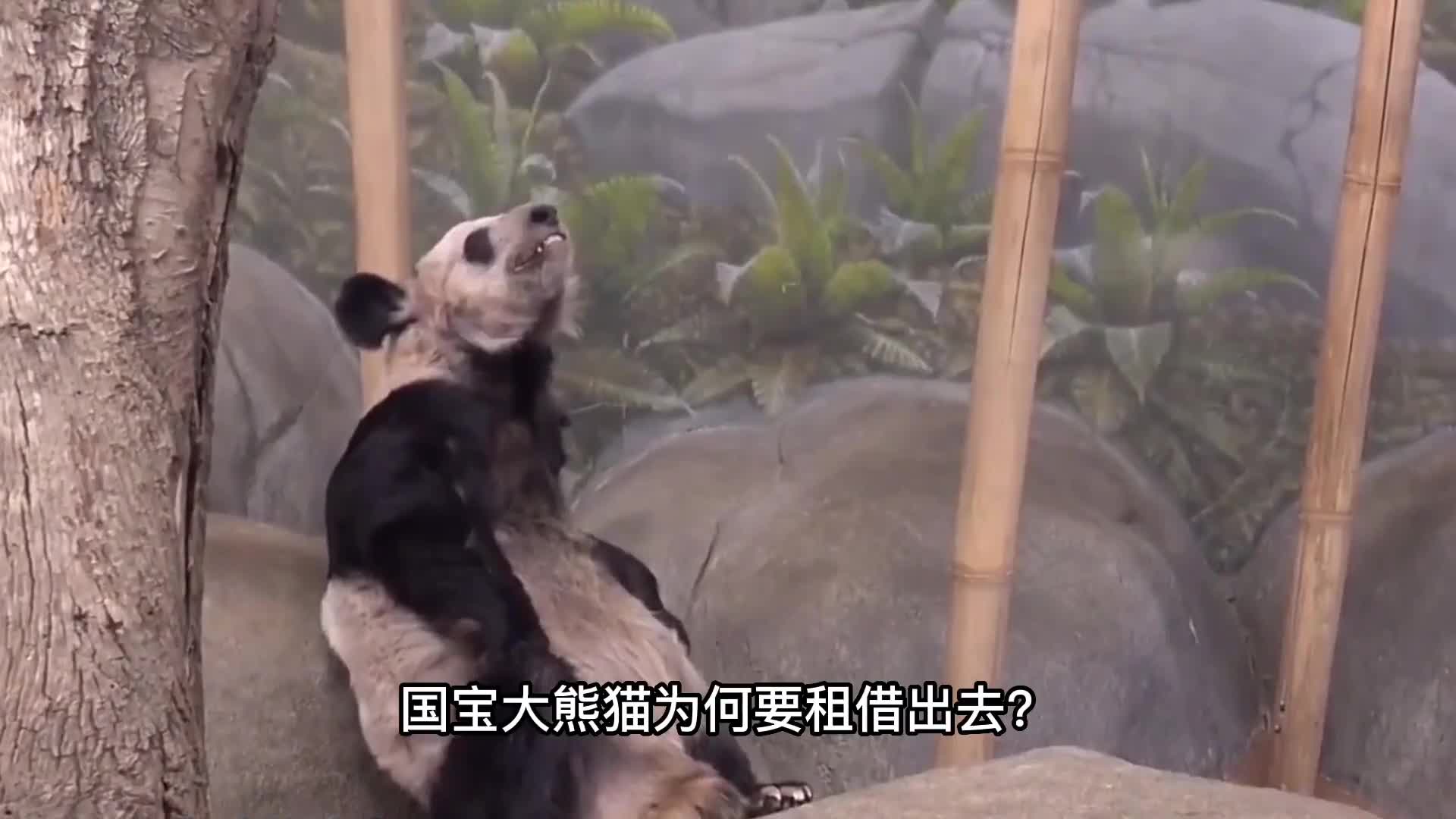 国宝大熊猫为何要租借出去难道仅仅是为了赚钱吗