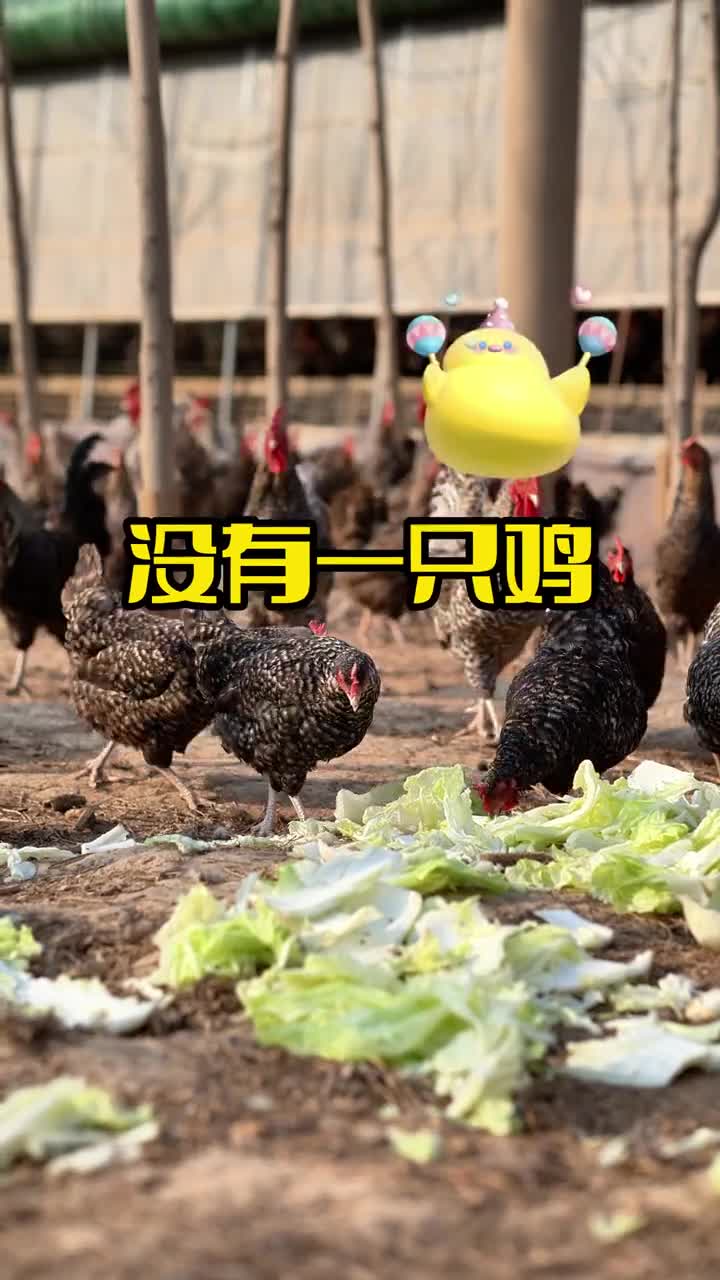 今晚吃鸡大吉大利枣庄辣子鸡临沂炒鸡德州扒鸡聊城魏式熏鸡你更喜欢哪种口味