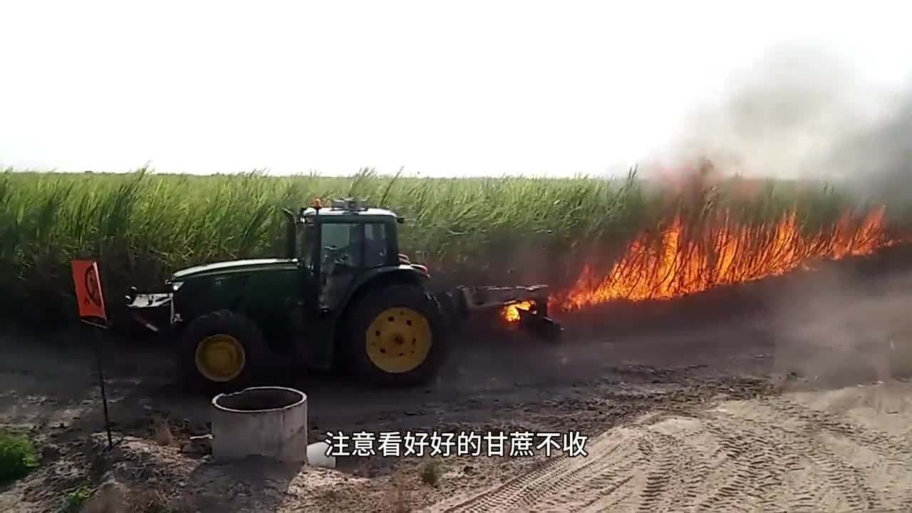 你知道藜麦吗0蔗糖0香精色素的鲜花饼真的太好吃了