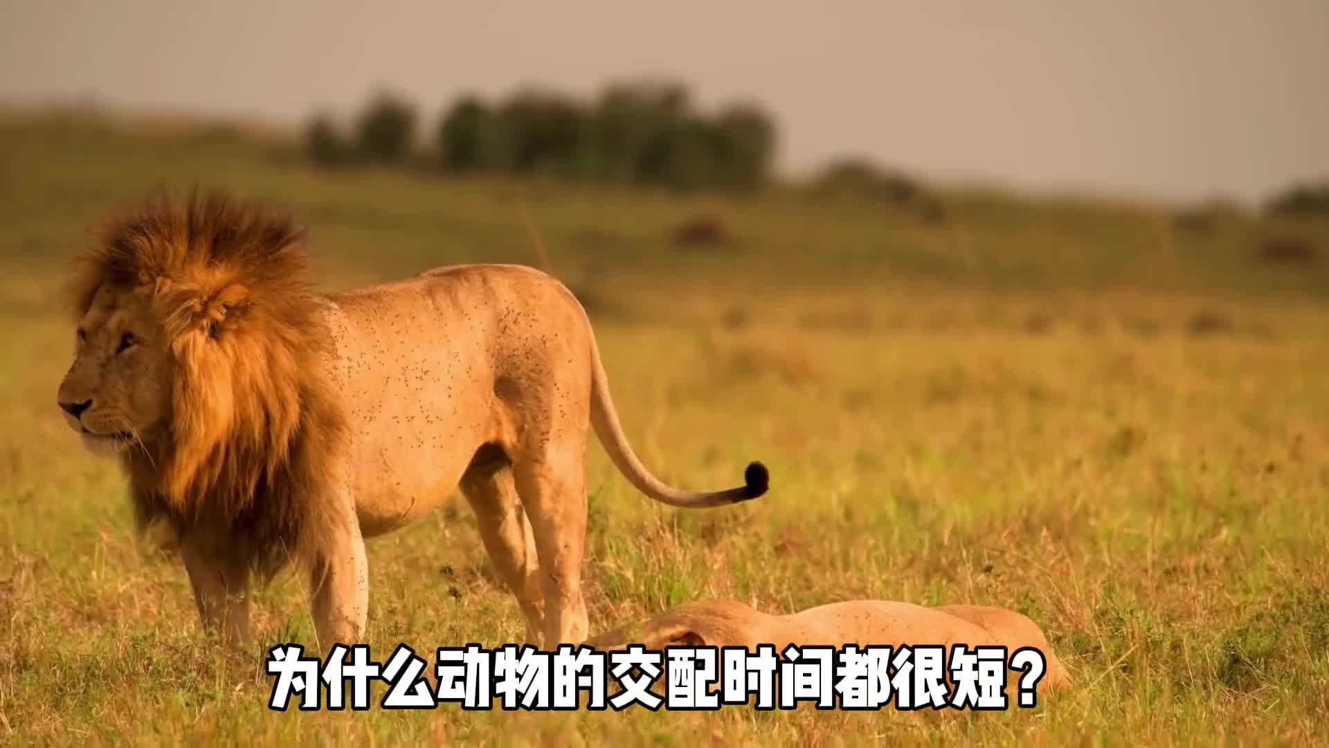 为什么动物交配时间都很短