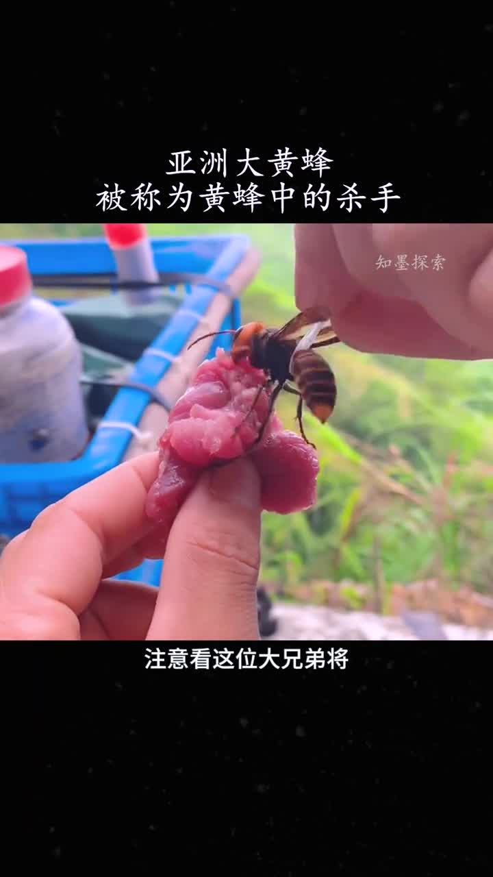 人们为什么要灭掉杀手大黄蜂