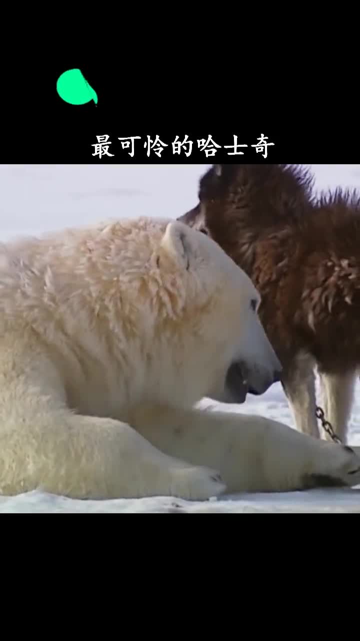 北极熊这货都瘦成狗了