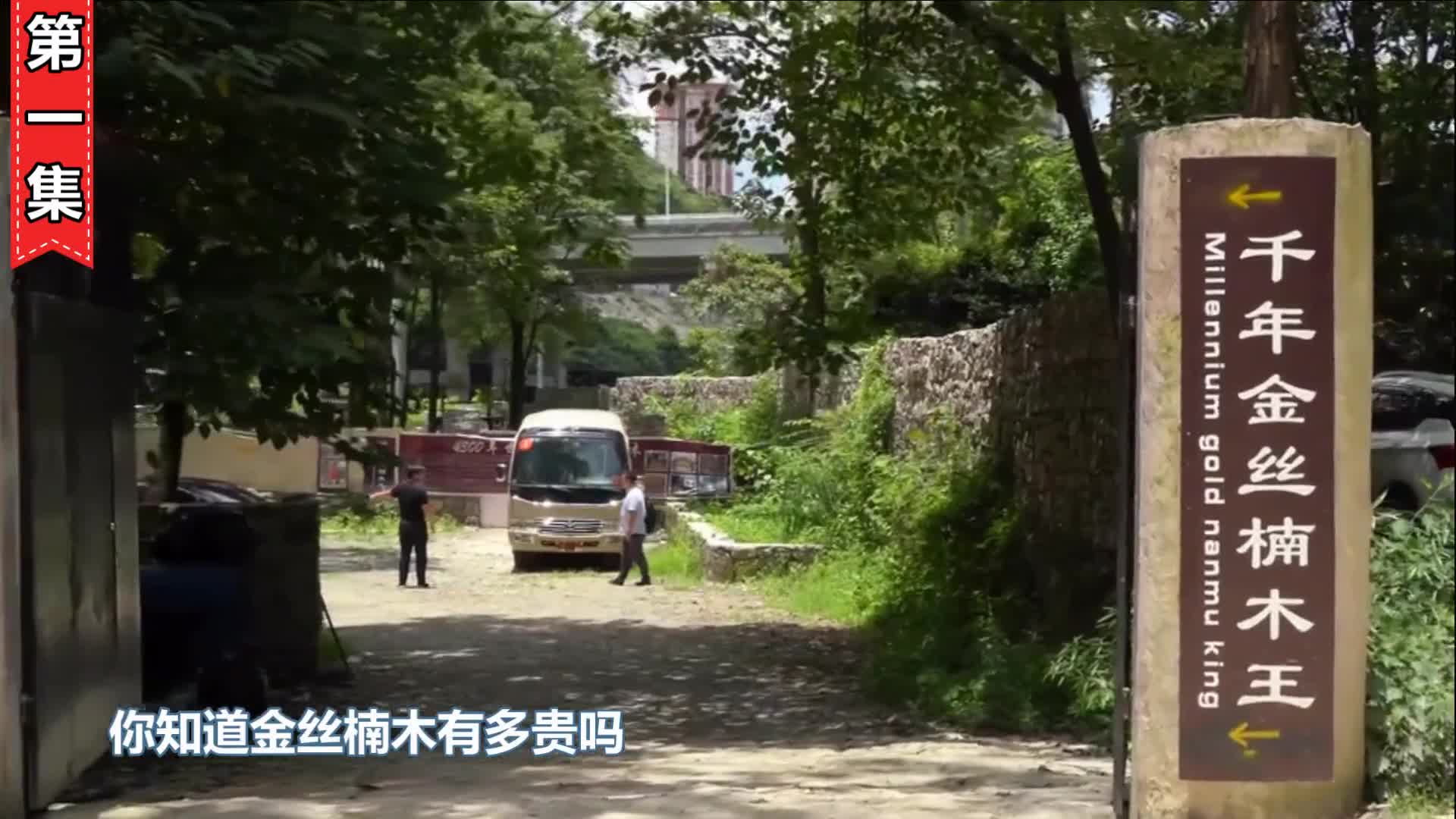 金丝楠木价格昂贵一棵能换一套房为何很少有人愿意种