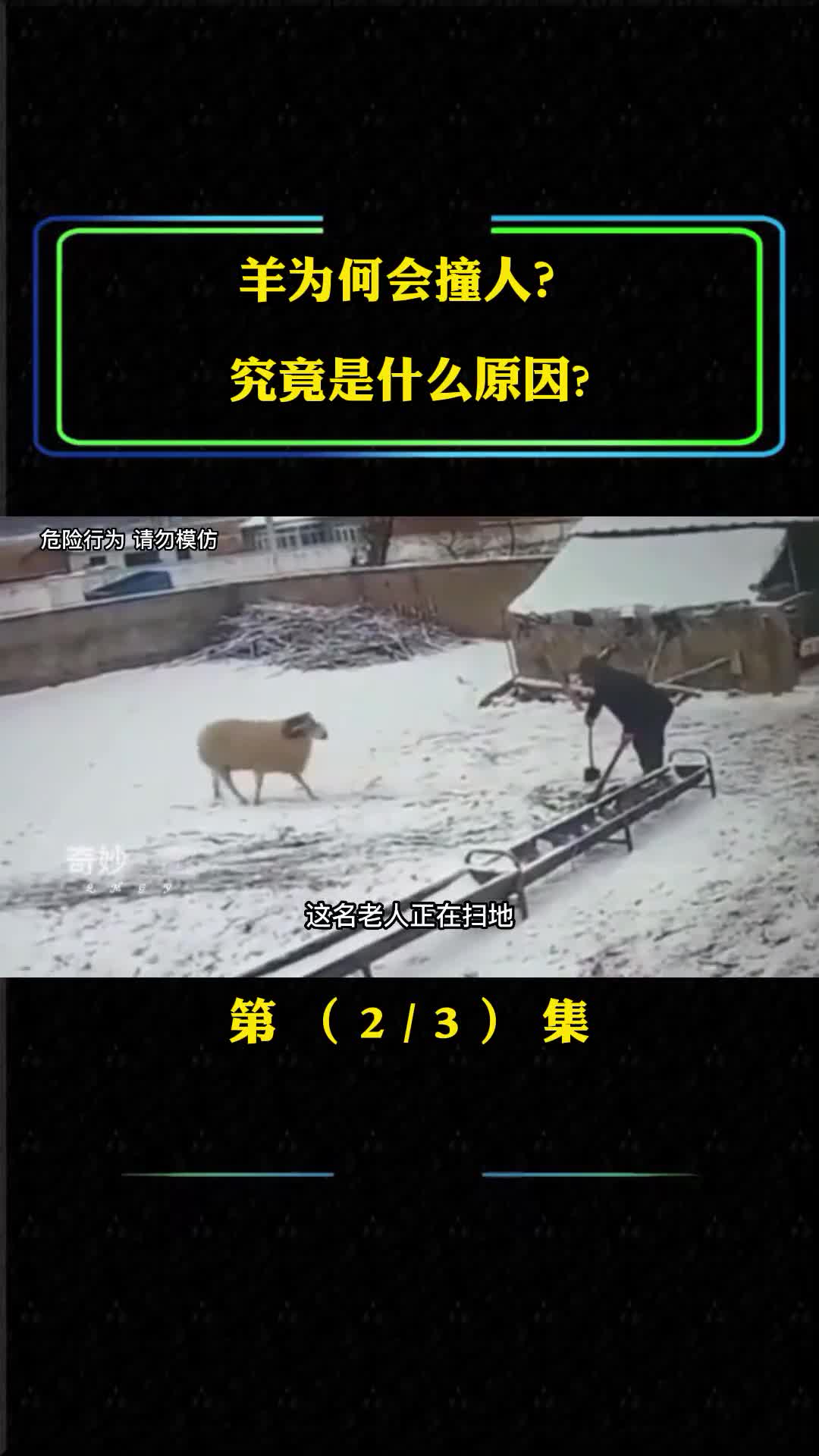 羊撞人的惊恐画面撞起人来有多危险羊为何会撞人