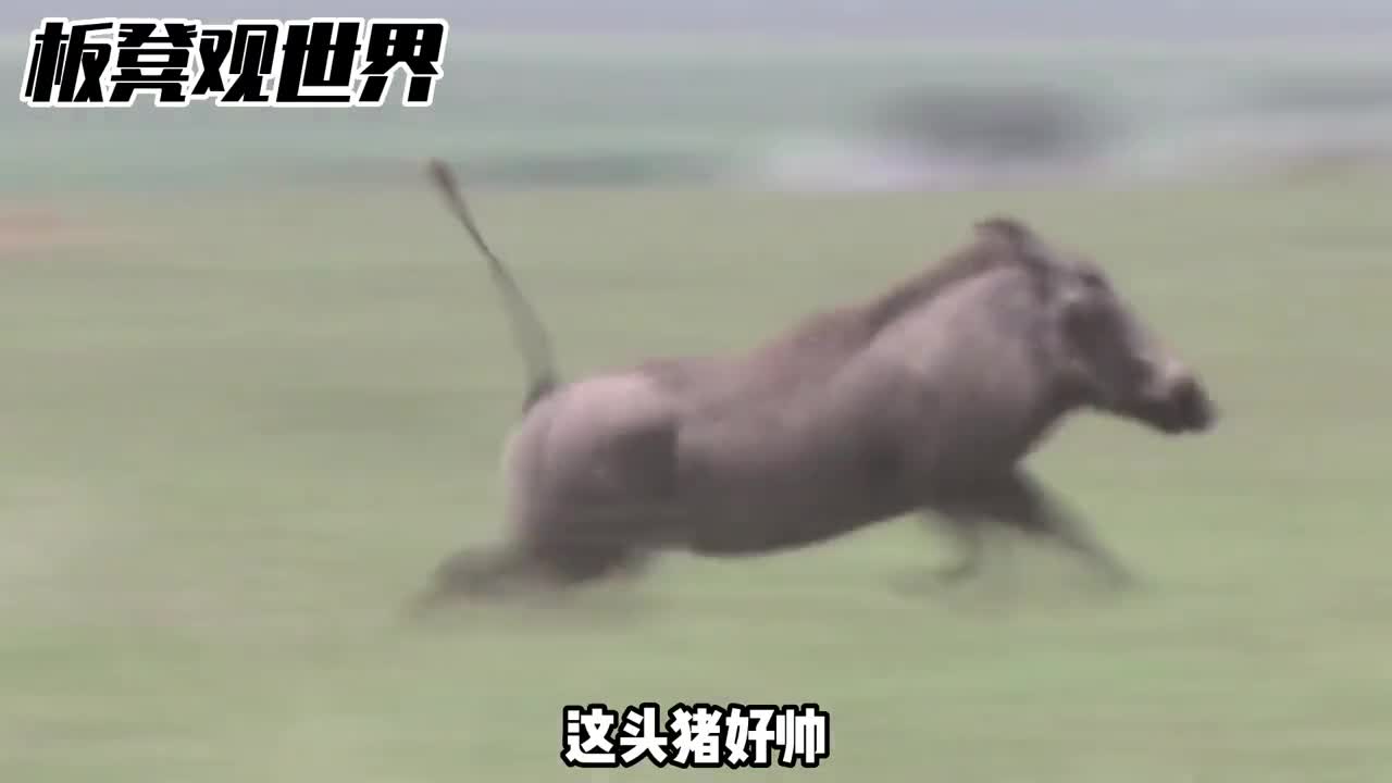 草原帅哥疣猪和我想象中完全不一样