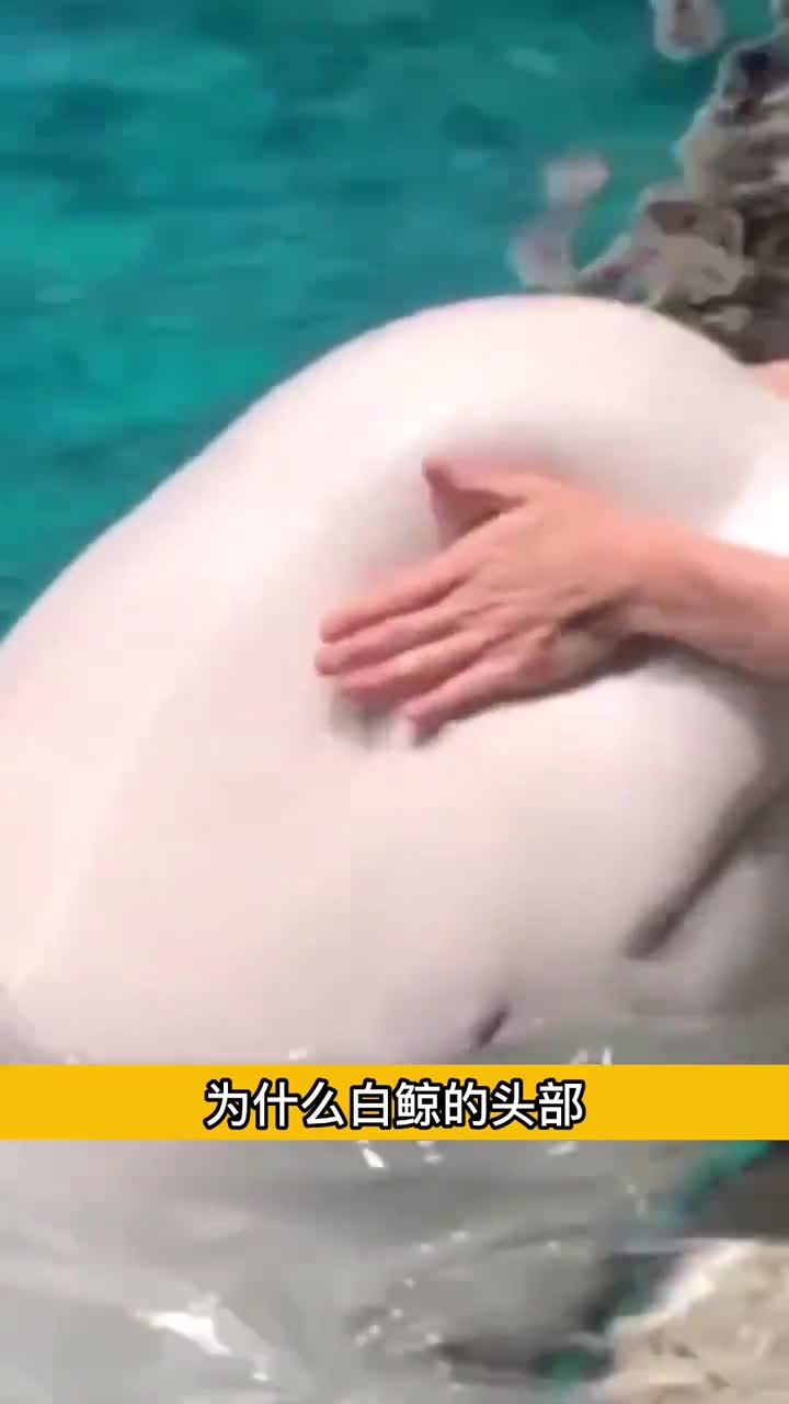 白鲸的头部为啥是软的解释