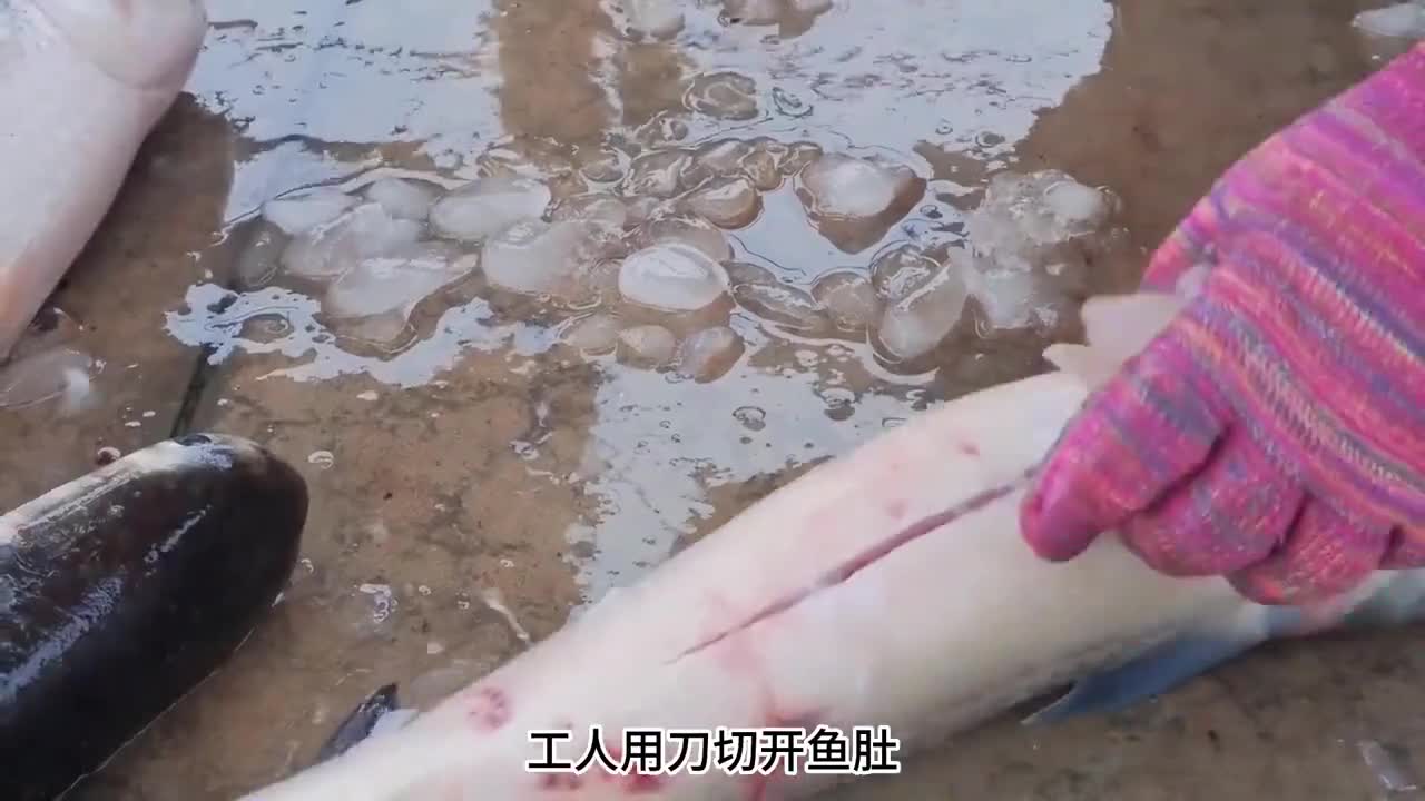 乌鱼子你吃过吗