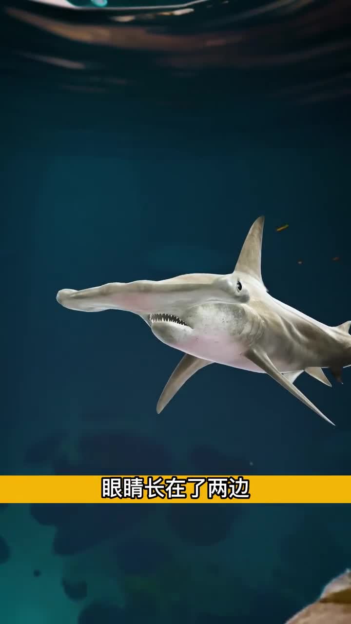 为什么锤头鲨的眼睛长在两边解释