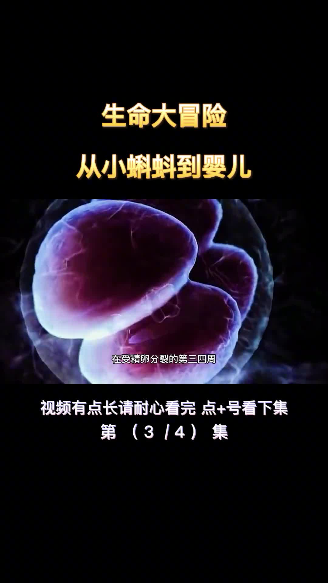 生命大冒险从小蝌蚪到婴儿全过程第3集