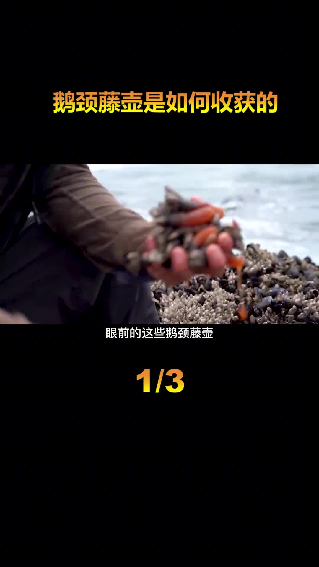 来自地狱的美食鹅颈藤壶为什么这么贵