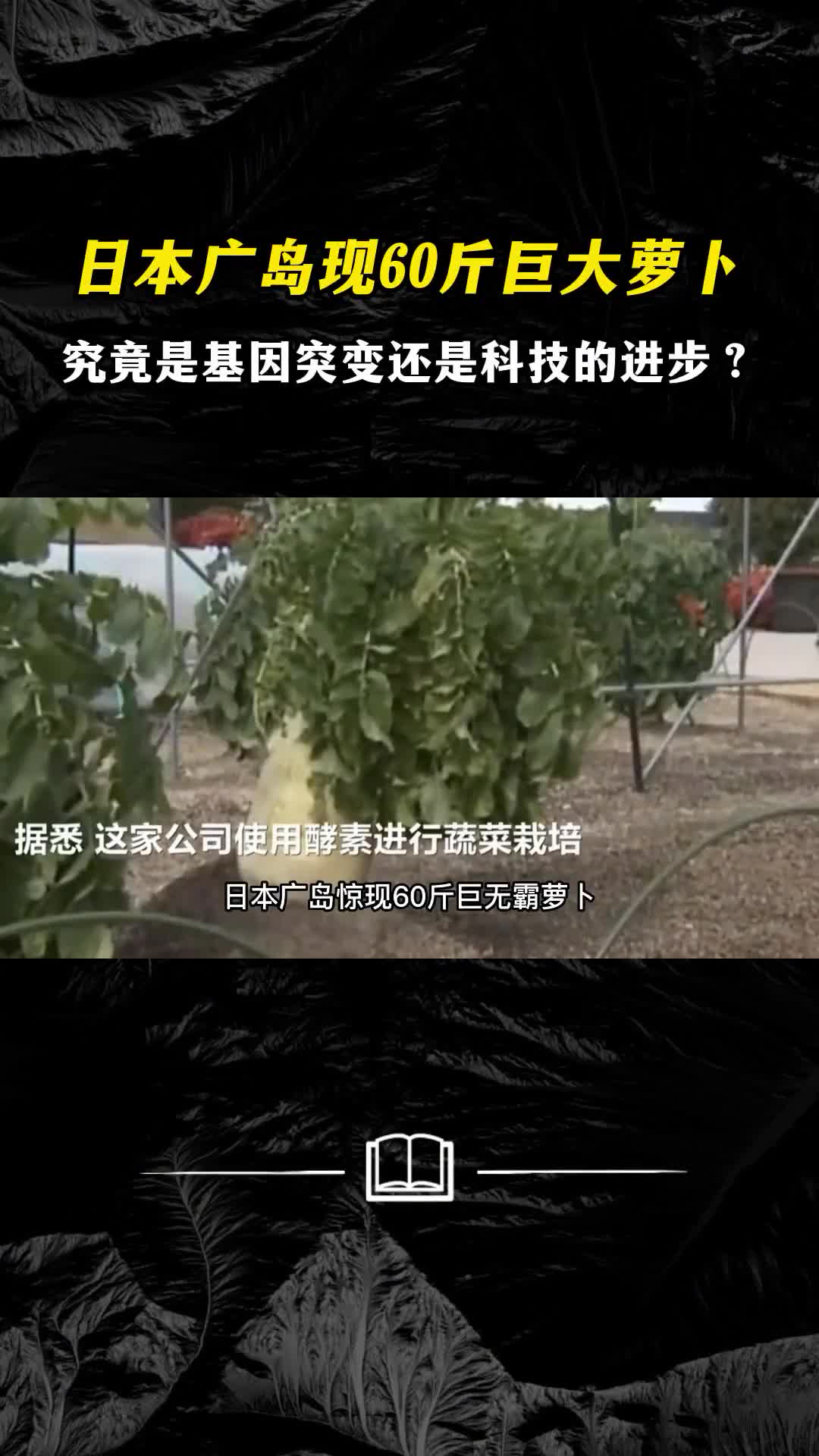 日本广岛出现60斤巨大萝卜究竟是基因突变还是科技的进步