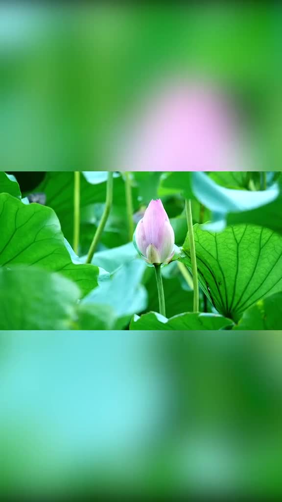 只看一眼就让人心动的大明湖PS现在这个时候游大明湖格外的舒服