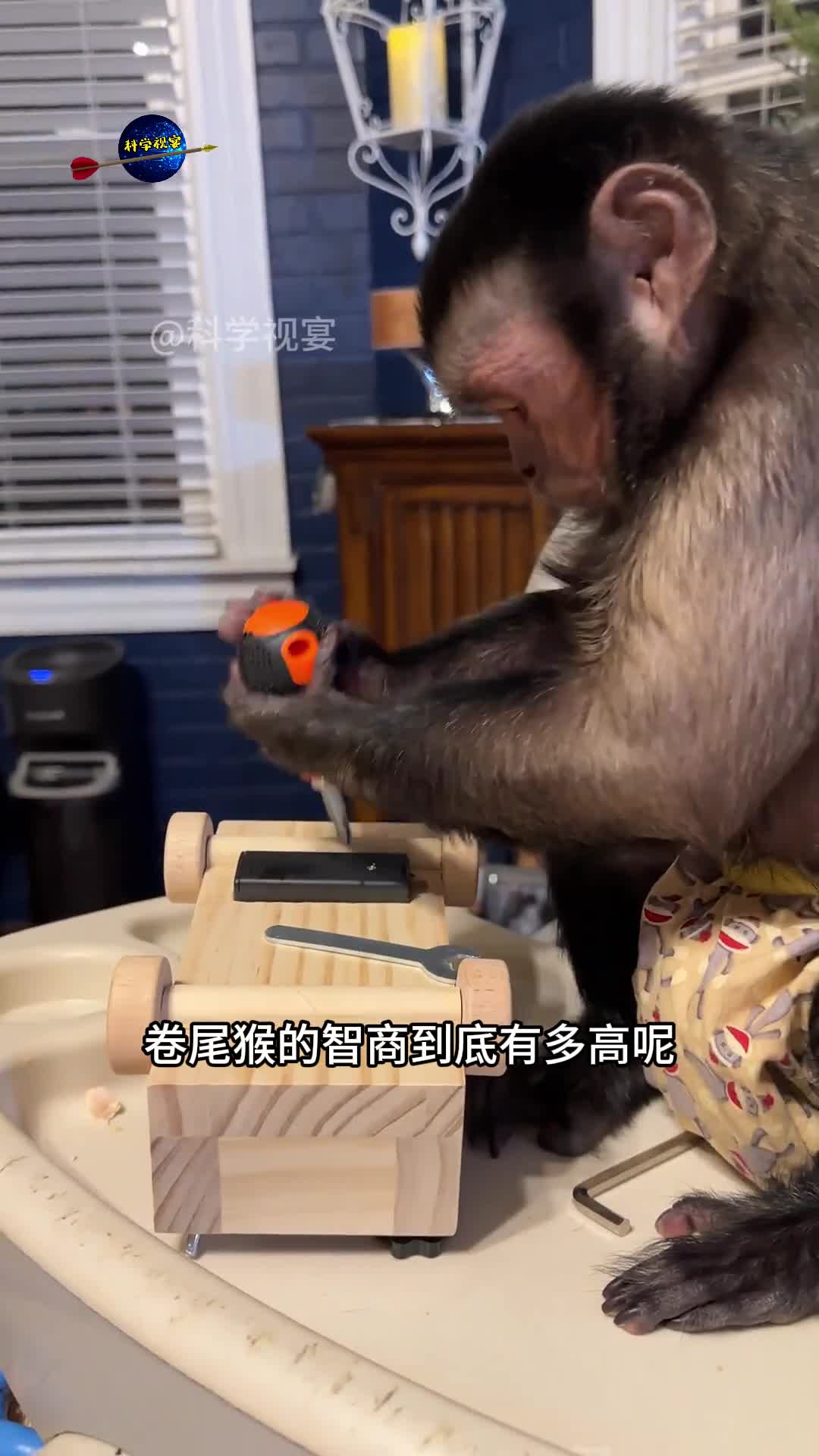 卷尾猴的智商到底有多高