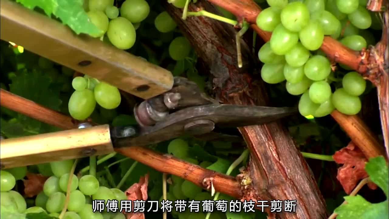 吃葡萄干到底要不要洗