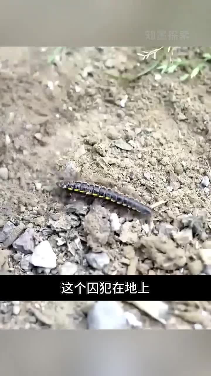 男人利用一条虫子如何越狱