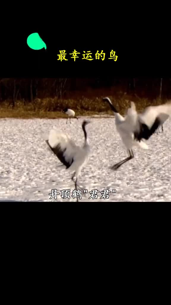 一只丹顶鹤因祸得福这下其他丹顶鹤该怎么办