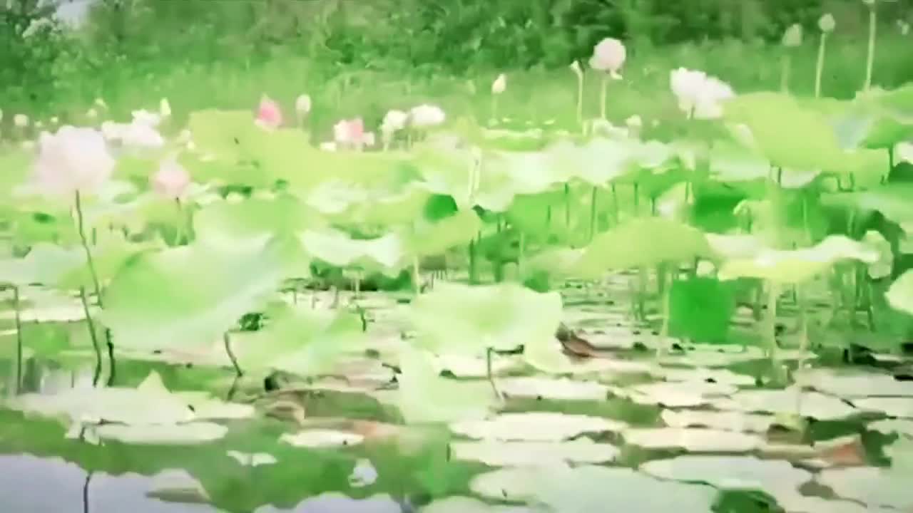 台儿庄运河湿地送你十里荷花台儿庄古城官方