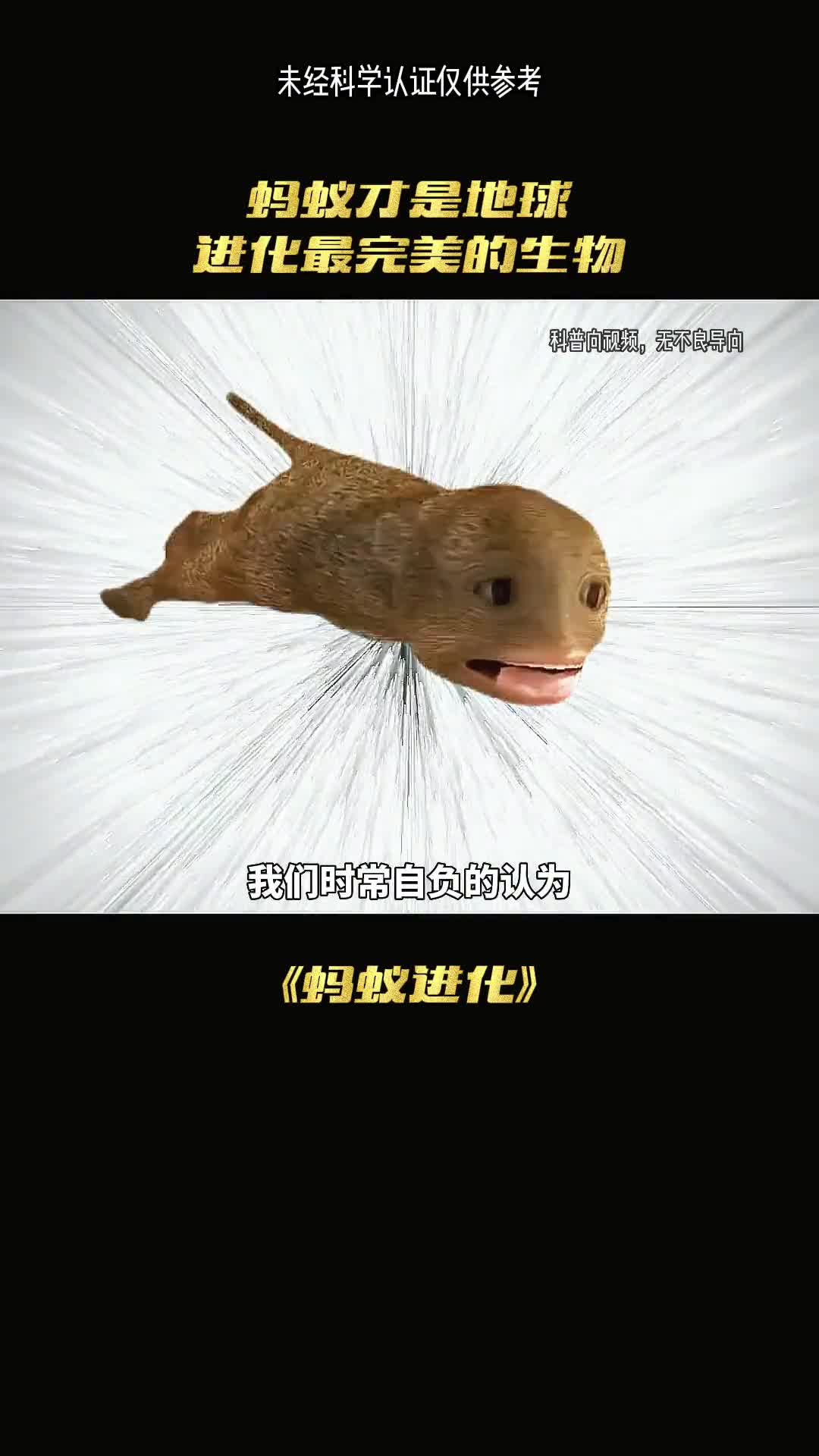 蚂蚁才是地球最完美的生物