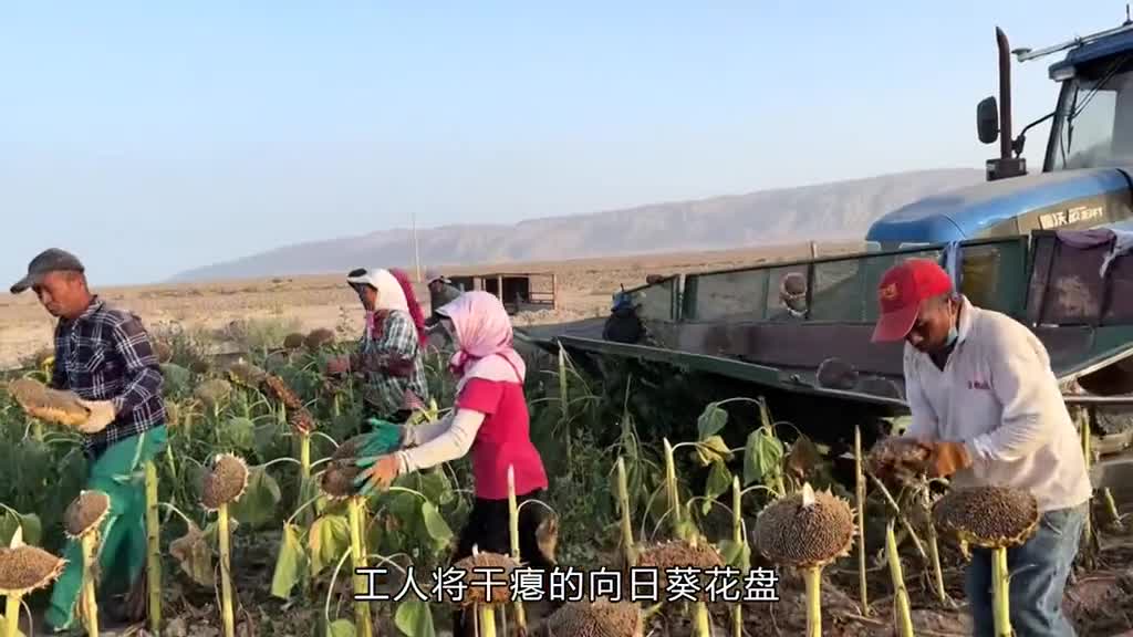 原来瓜子是这样采摘的