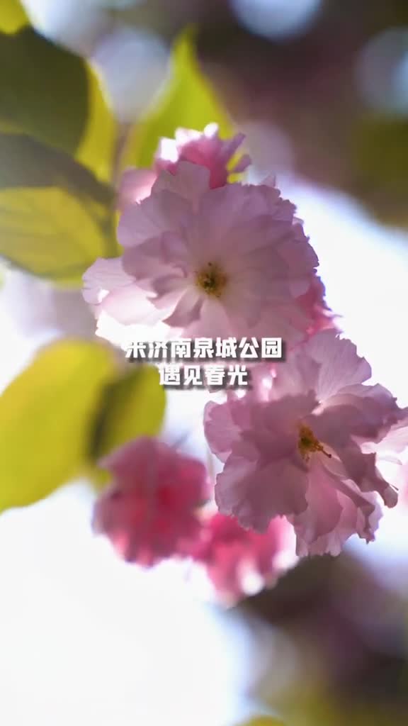 五颜六色的花和一眼望去的绿春天就是有一种让人心情无限变好的魔力啊