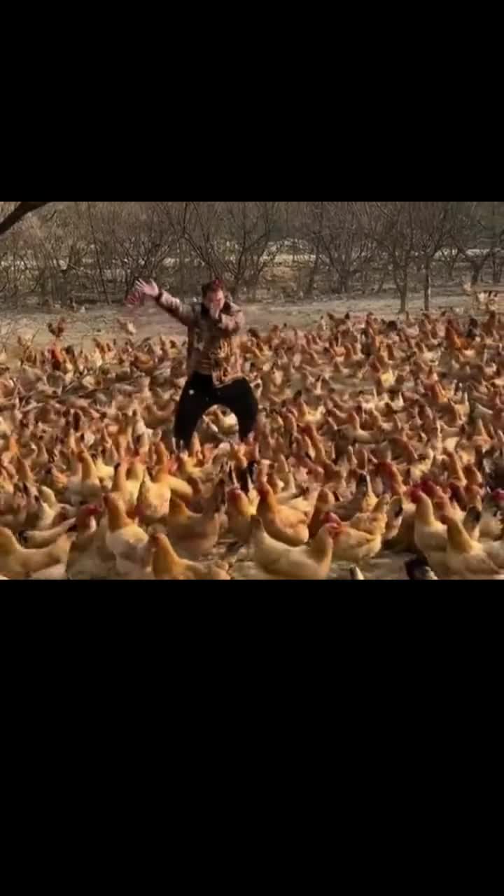 从没见过这样养鸡的