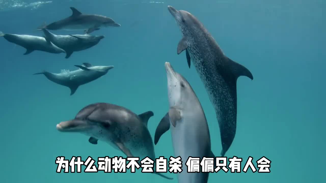 动物会自杀吗羊为什么没能成为宠物