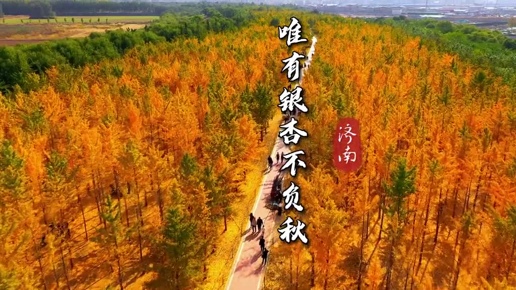 人间满目皆清欢唯有银杏不负秋银杏绚烂的美丽惊艳整个人间济南黄河银杏林邀您来赏秋