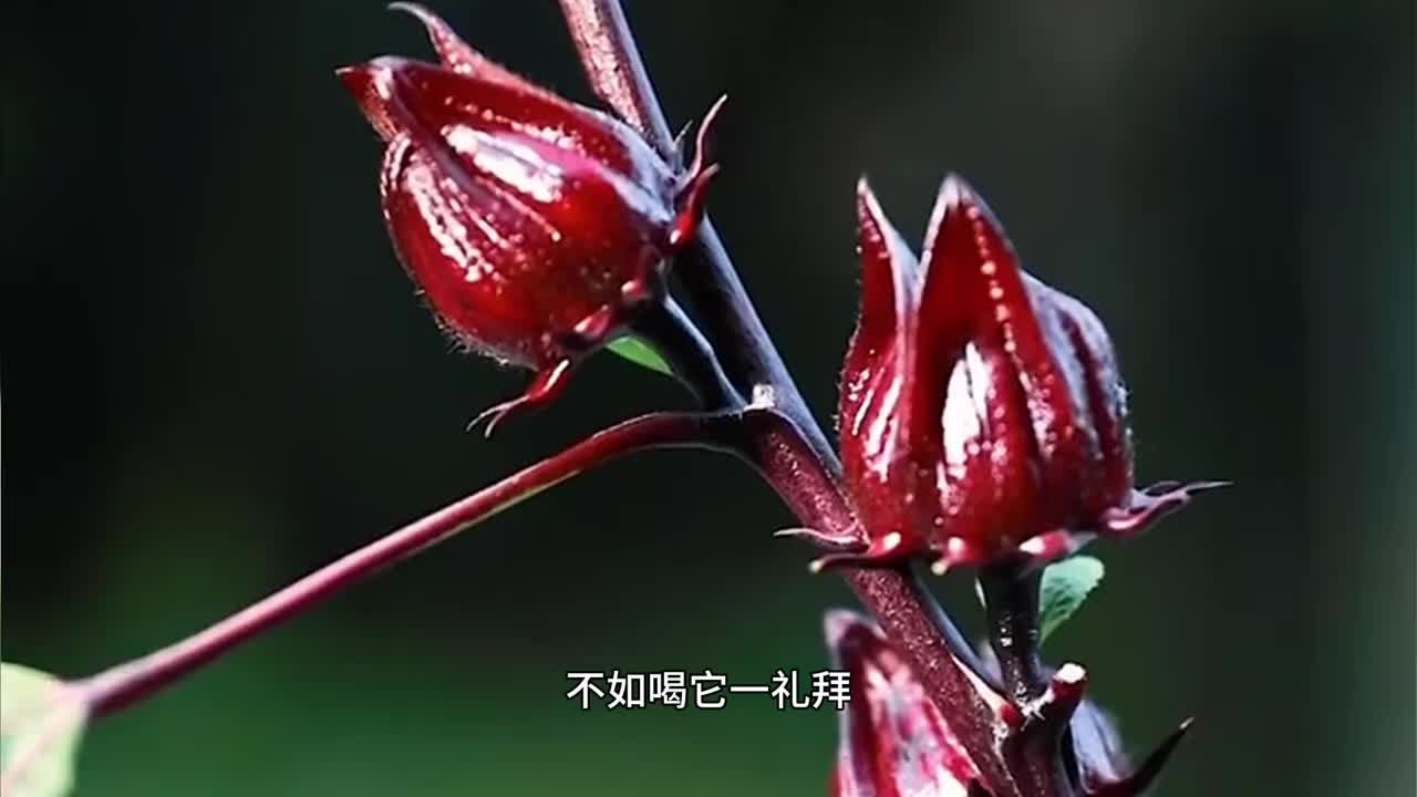 你知道洛神花吗