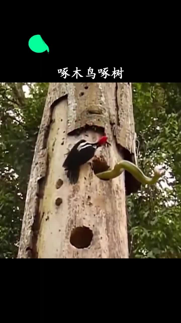 你还相信啄木鸟是森林医生吗