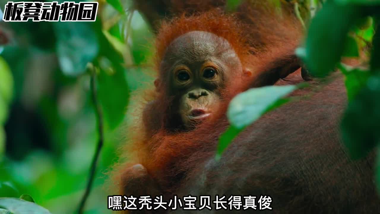 秃顶小宝贝红毛猩猩