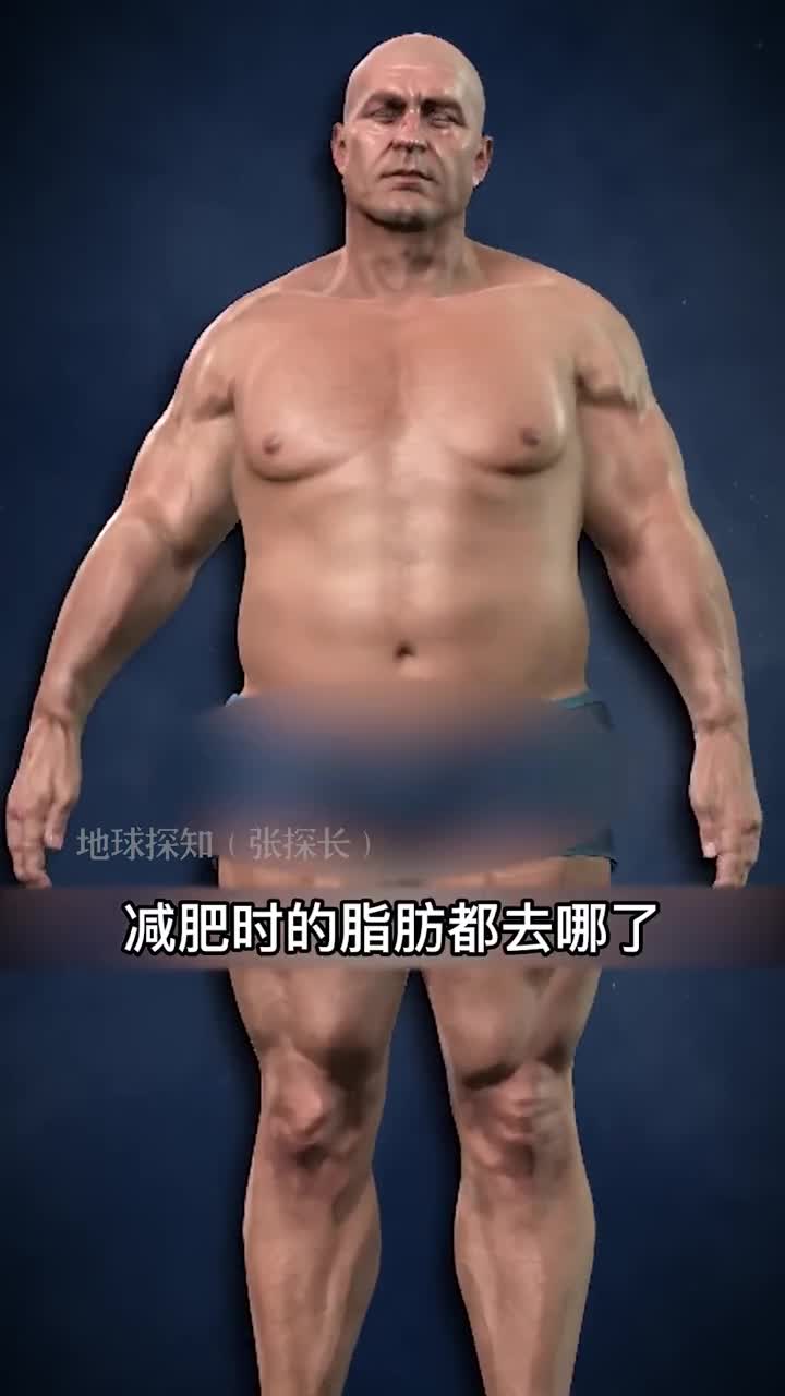 减肥时的脂肪都去哪了