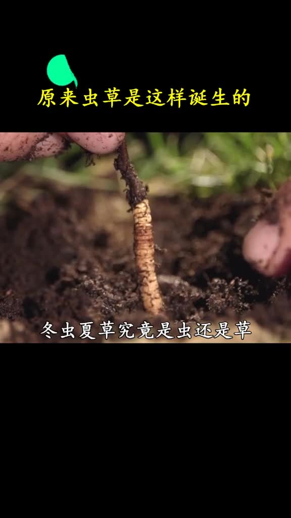原来冬虫夏草是这样诞生的长见识了