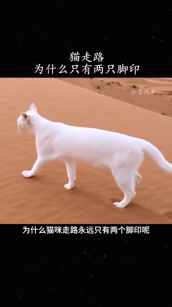 为什么猫走路只有两个脚印解释