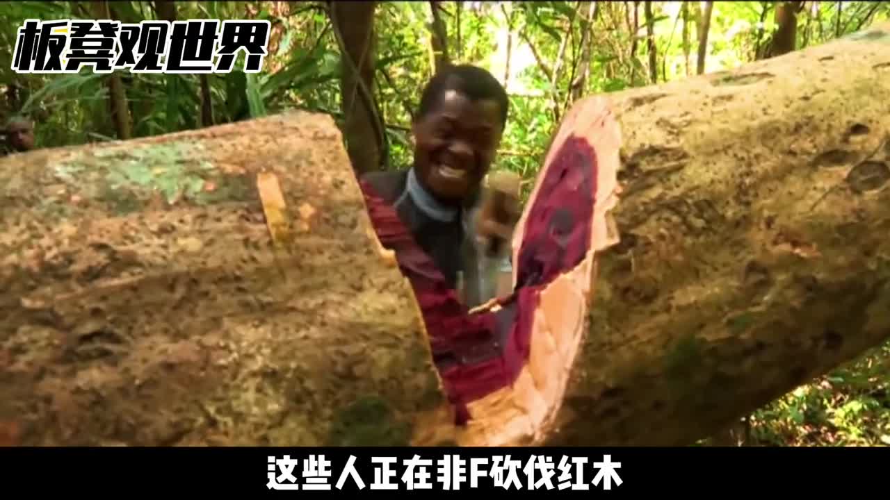 非洲盗伐红木有多严重