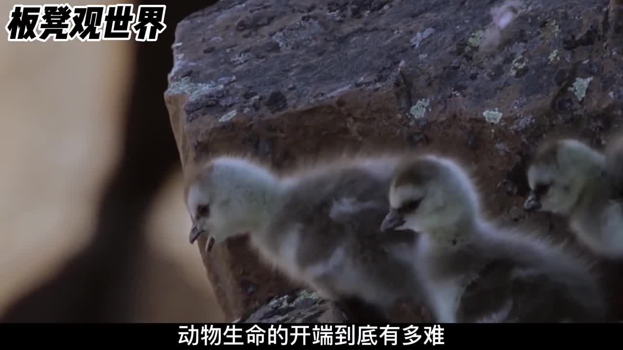 出生两天就要跳崖动物生命的开端有多难