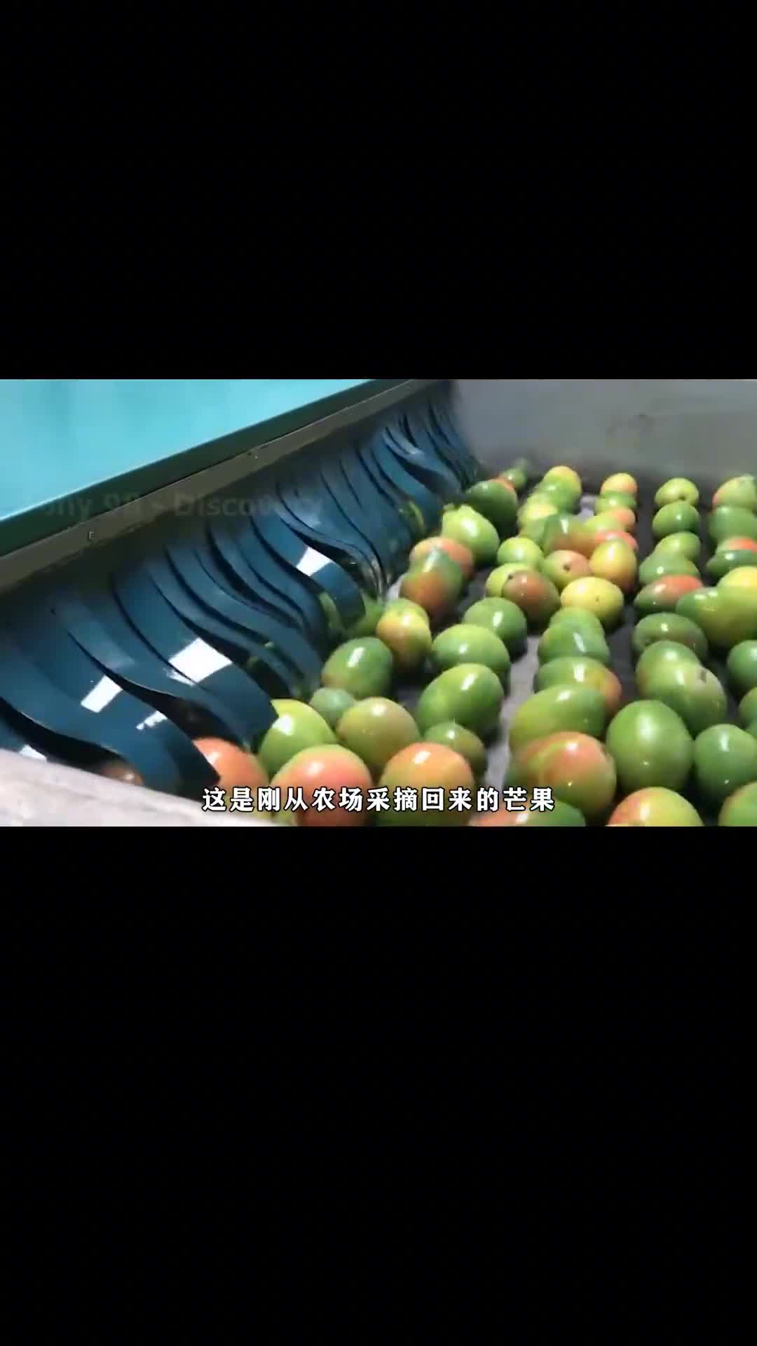 美国最大的芒果种类凯特芒果是如何种植的