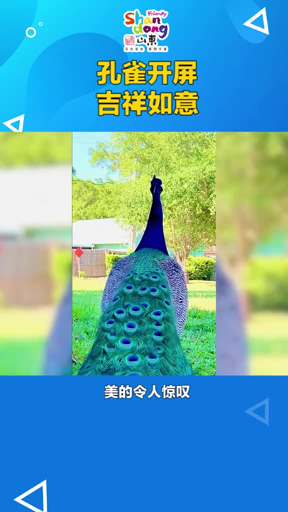 孔雀开屏的一瞬间美得令人惊叹