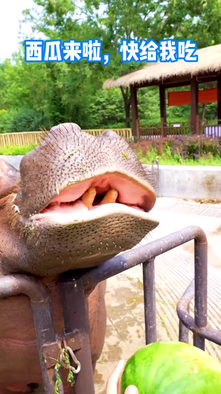 夏日解渴神器真正的吃瓜群众来了