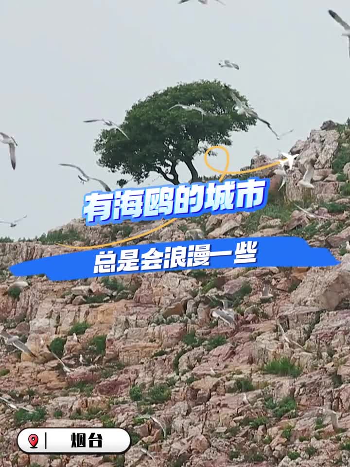 人会失约海鸥不会这个冬天一定要和喜欢的人来一次山东