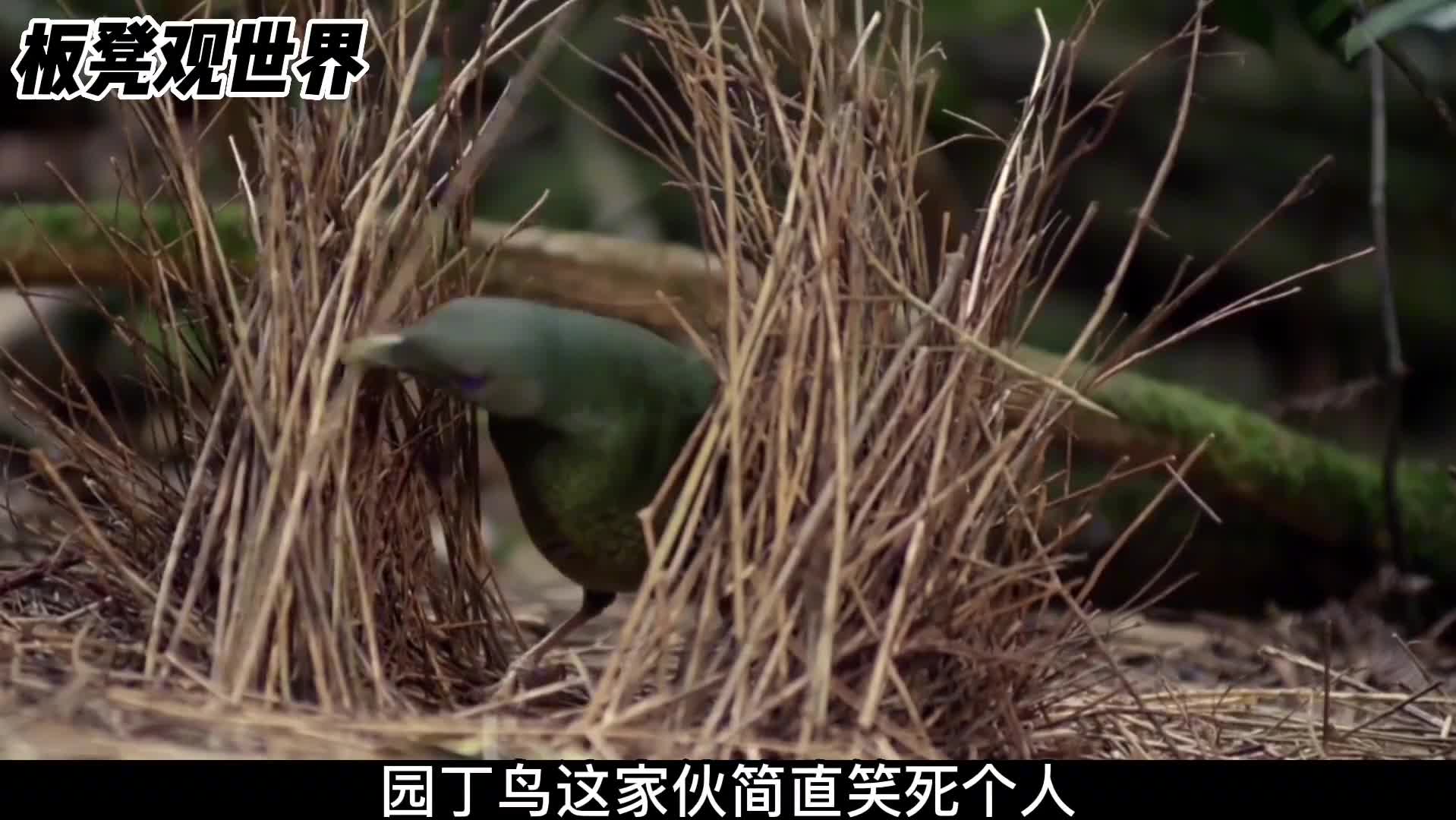 可怜的小园丁鸟房子都被拆了