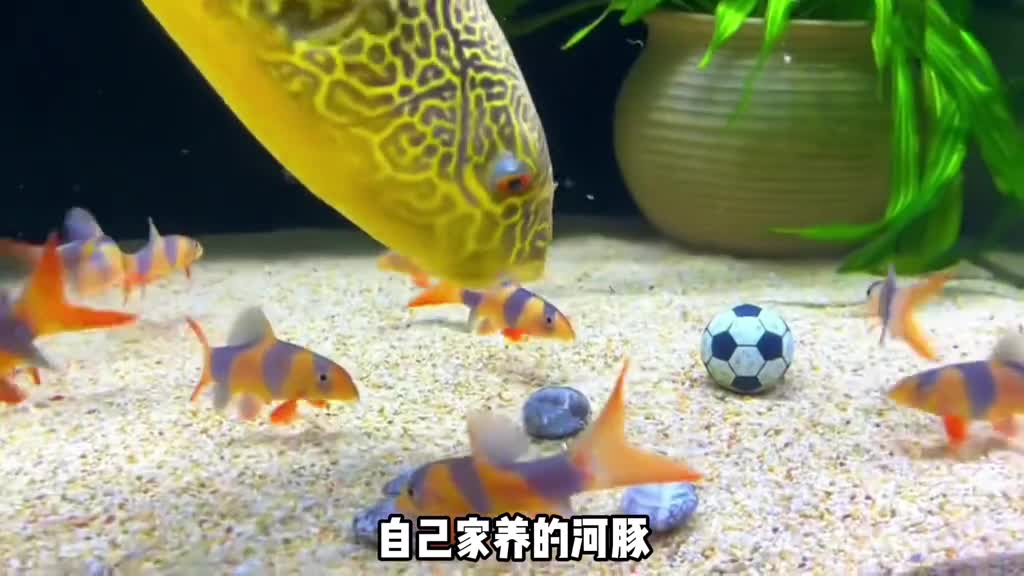 河豚吃贝壳它的牙到底有多硬