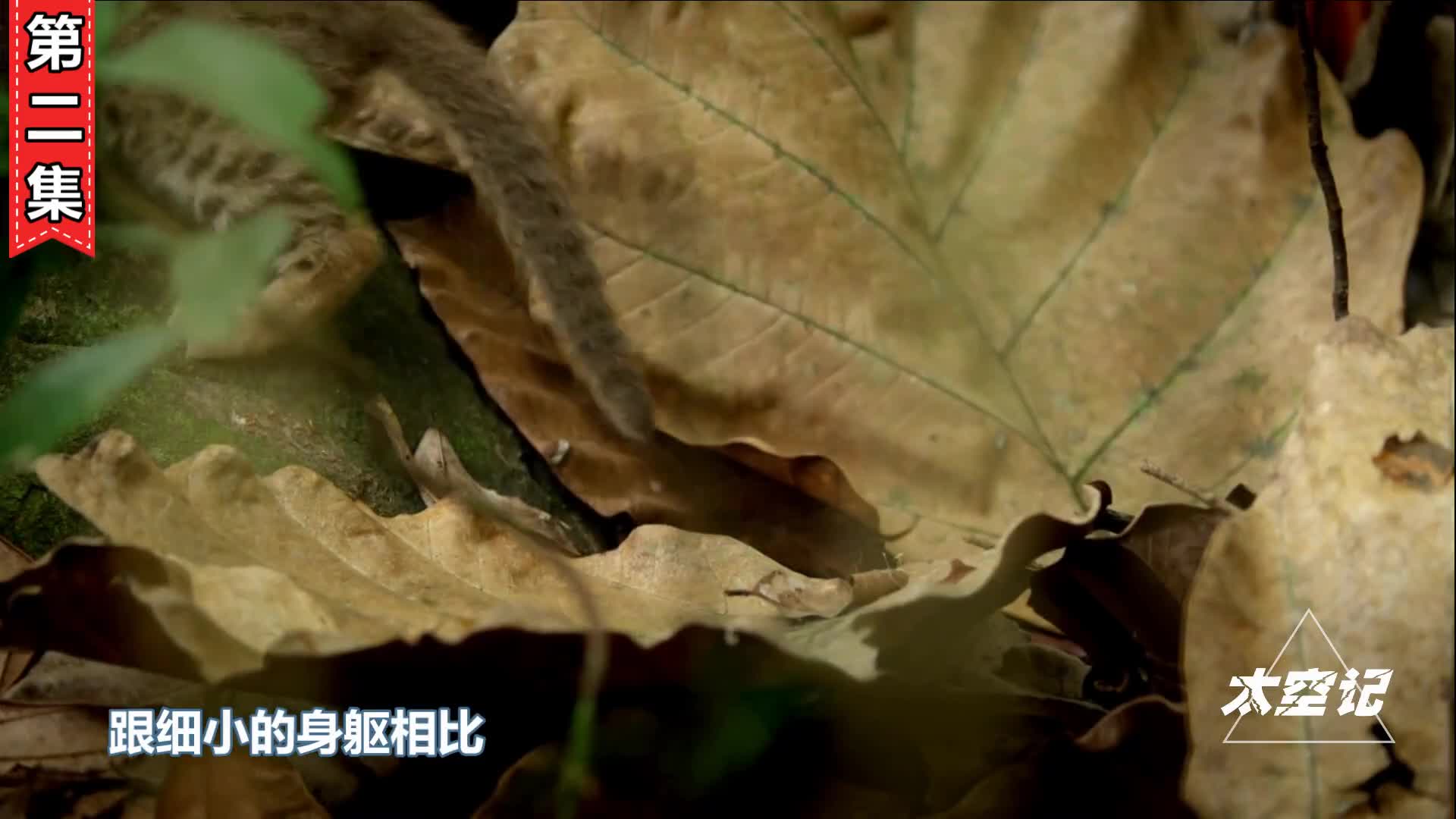 长相可爱却被全世界禁养的猫杀戮机器名不虚传