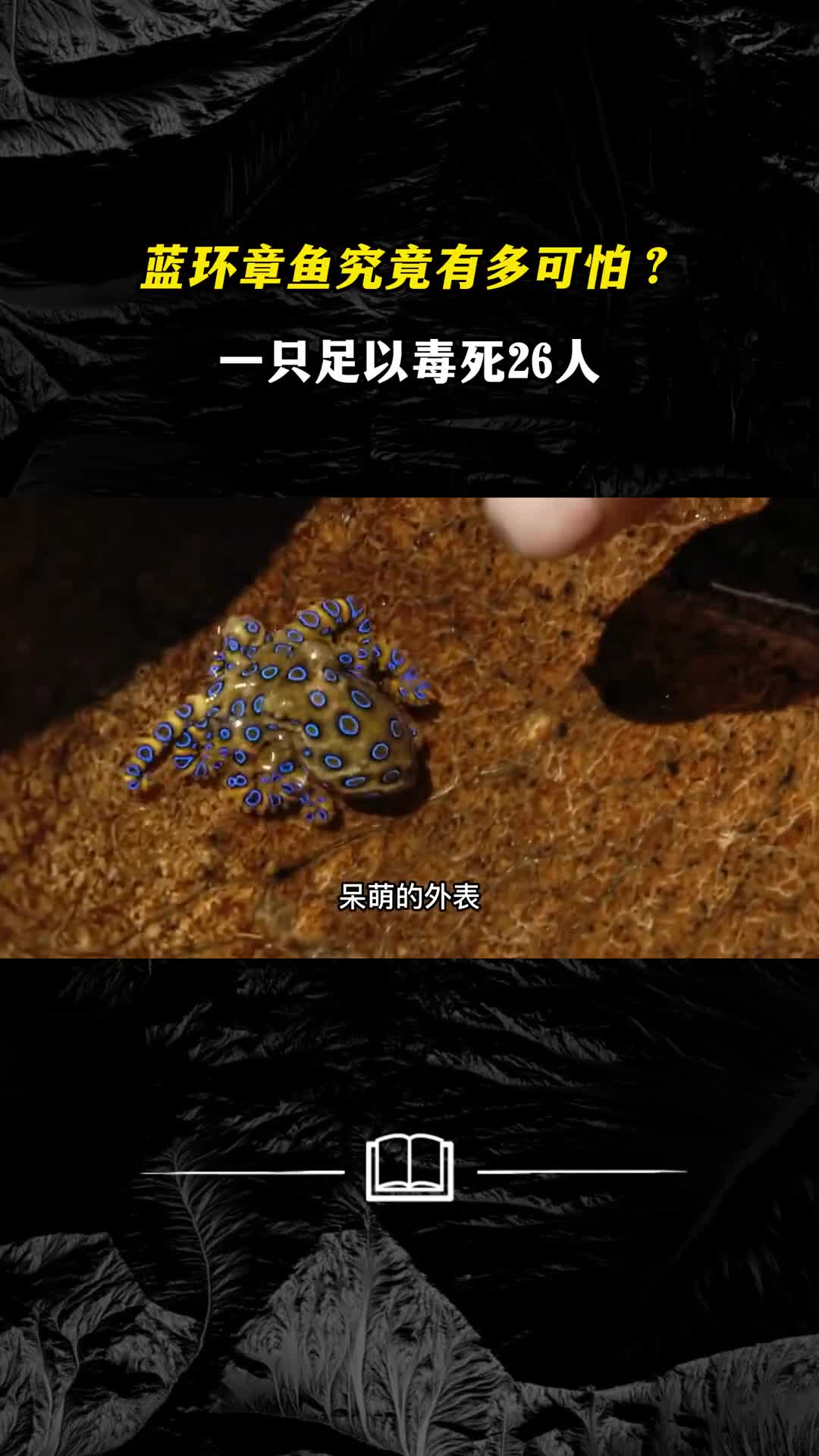 仅橘子大小却能释放出无药可解的毒素蓝环章鱼有多可怕
