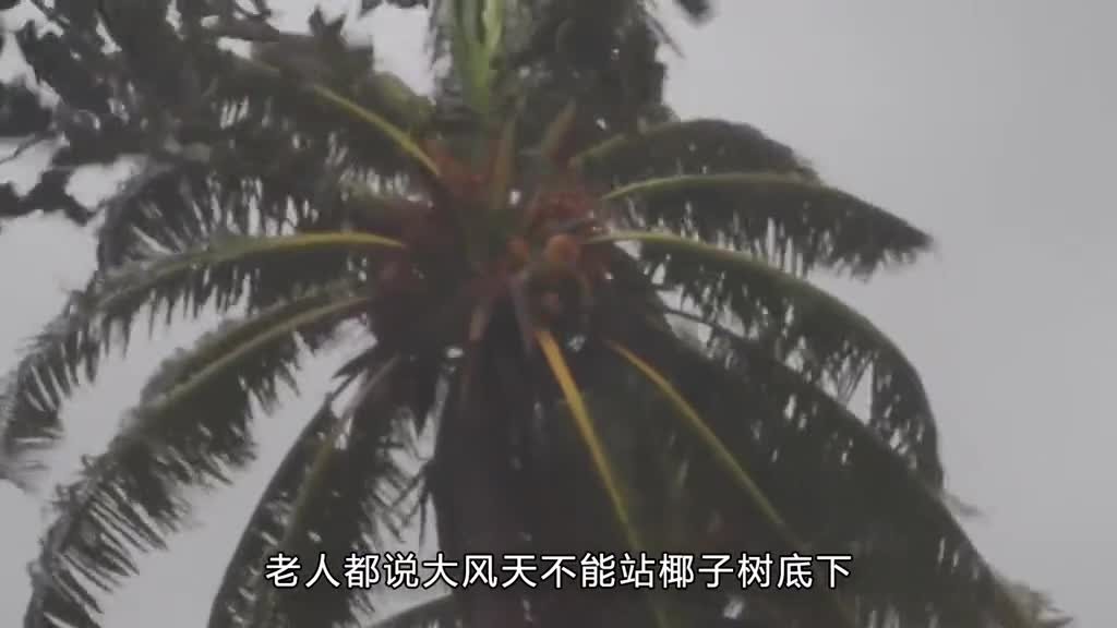 大风天为什么不能站在椰子树下