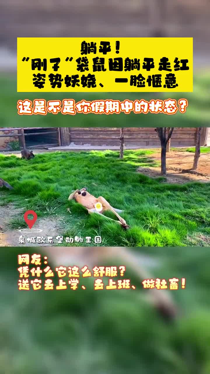 姿势妖娆一脸惬意刚子袋鼠因躺平走红快说这是不是你假期中的状态泉城欧乐堡动物王国