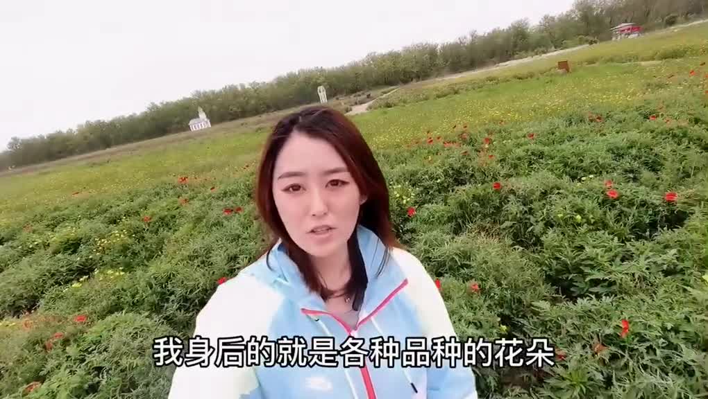 东营孤岛槐林之旅很快结束了我们下次见喽