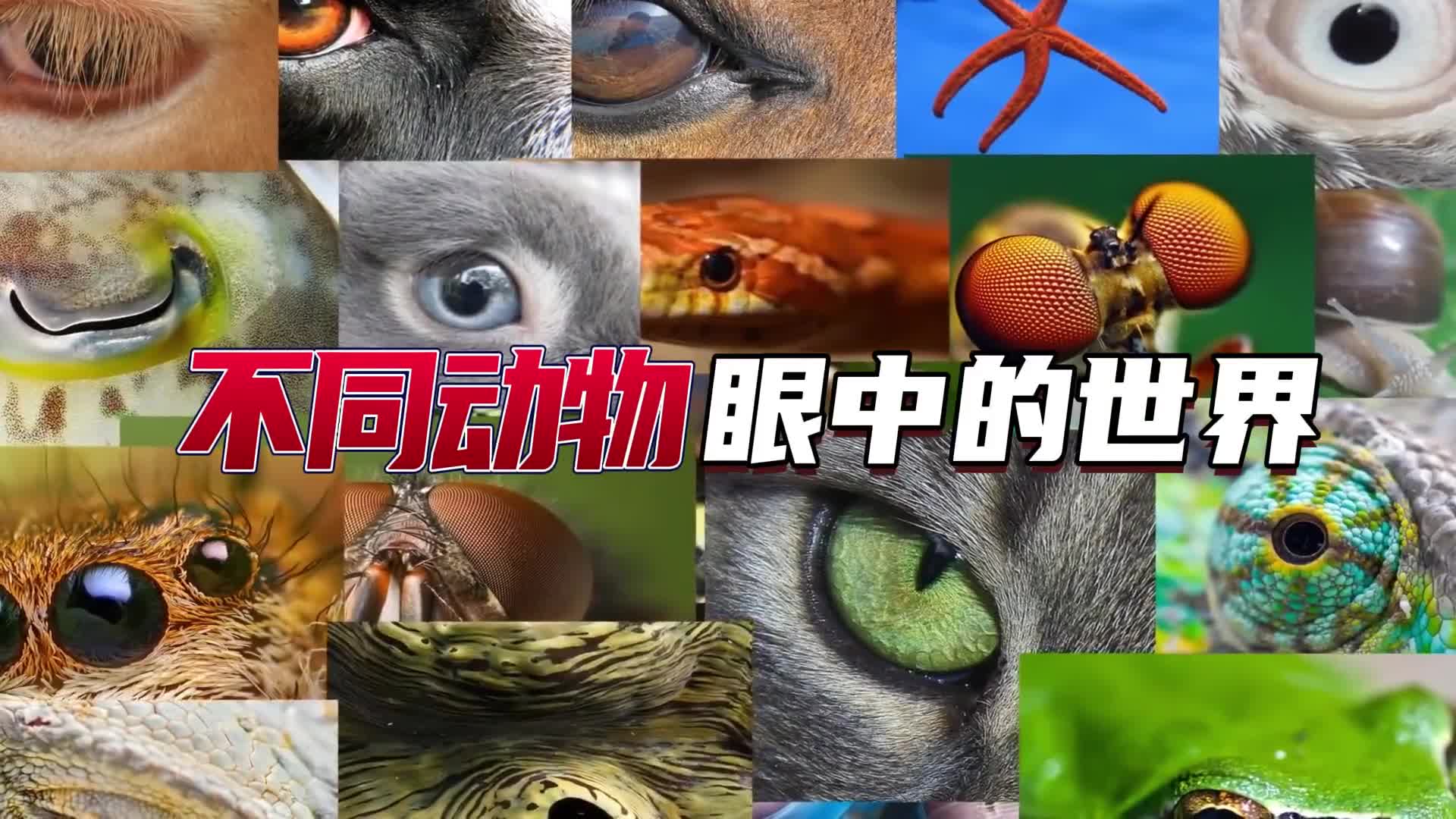 不同动物眼中的世界是什么样究竟谁看到的世界才是它真正的样子
