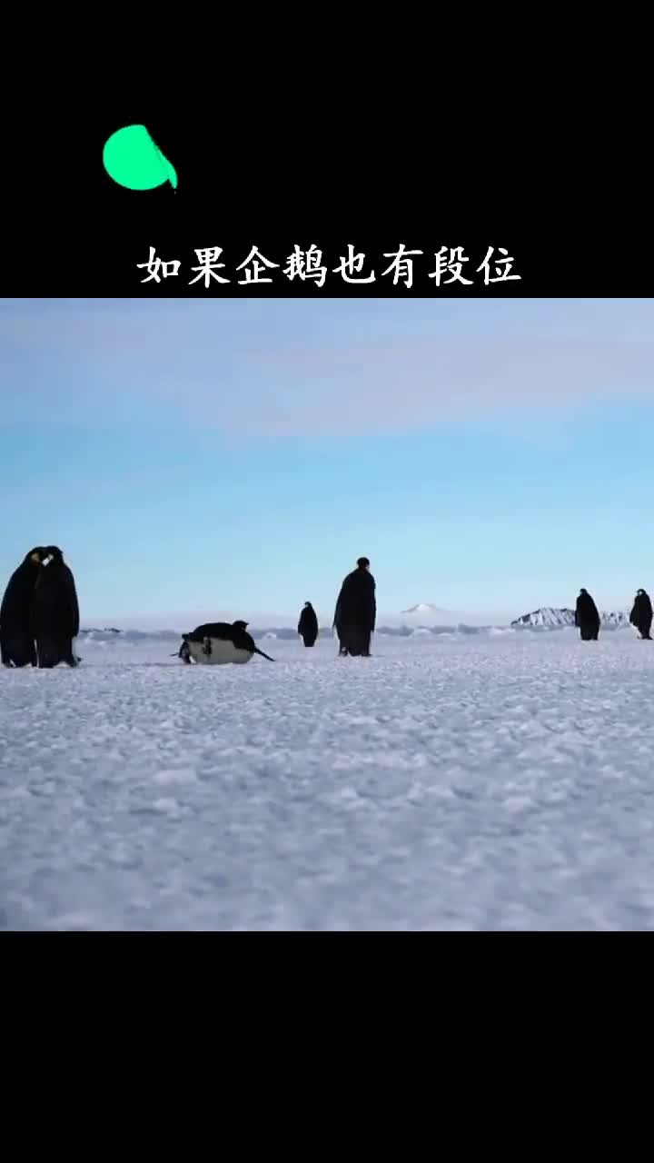 你见过会飞的企鹅吗快来看看