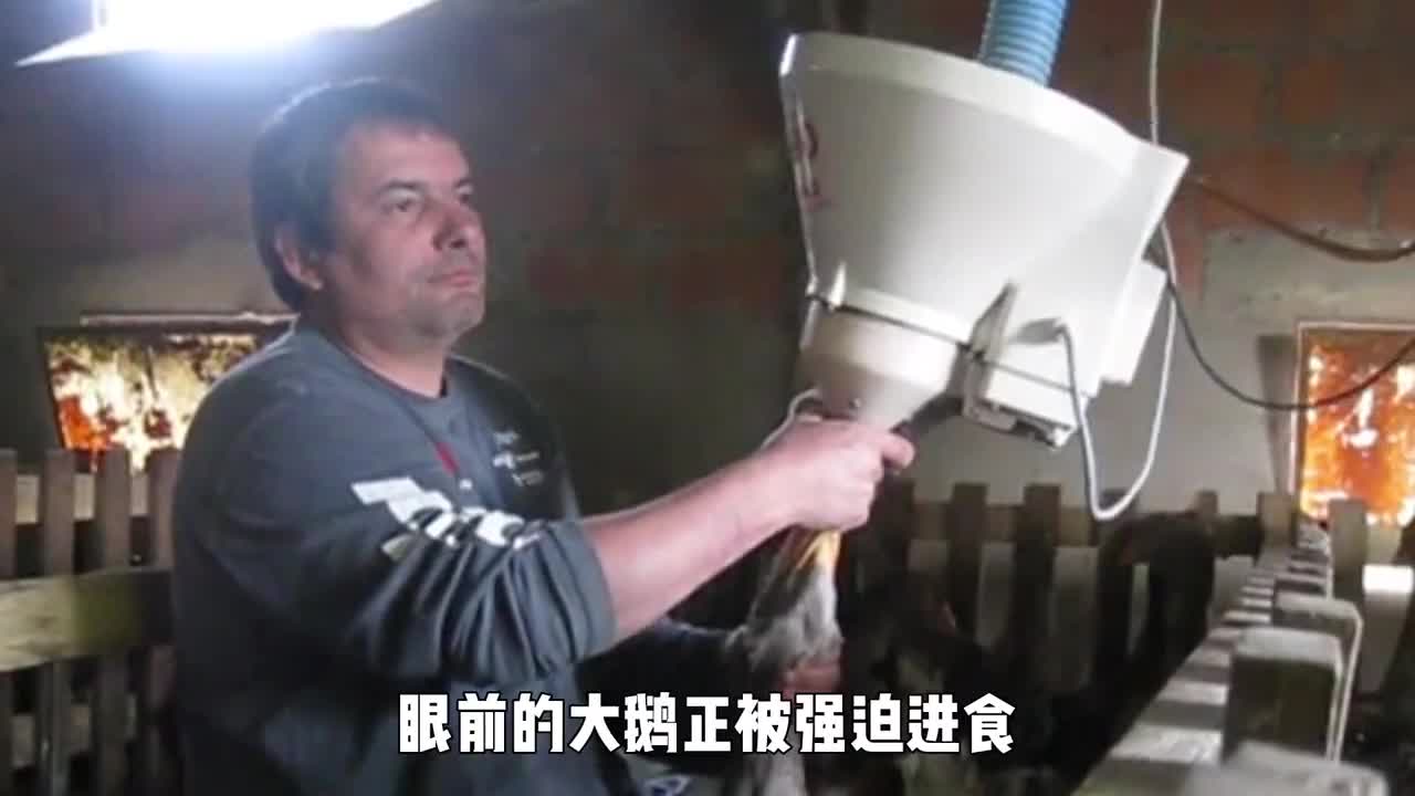 世界最残忍的美食鹅肝是怎么做出来的